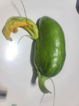 벍맑님의 호박 · 영농일지 작성글 사진