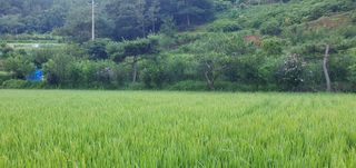 반성식님의 벼 · 영농일지 작성글 사진