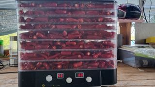 늘푸른 농장주님의 고추 · 영농일지 작성글 사진