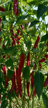 팜모닝 고추·영농일지 게시글 이미지