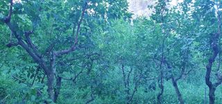 반성식님의 벼 · 영농일지 작성글 사진