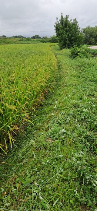 이복길님의 벼 · 영농일지 작성글 사진