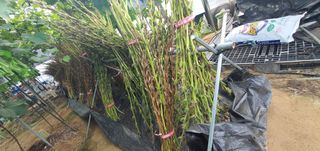 박상중님의 포도 · 영농일지 작성글 사진