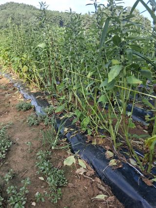 비호짱님의 기타작물 · 영농일지 작성글 사진