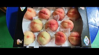 비지땀님의 복숭아 · 영농일지 작성글 사진