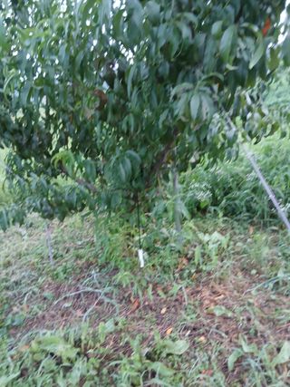 성재엄마님의 기타작물 · 영농일지 작성글 사진