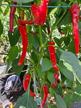 팜모닝 벼·영농일지 게시글 이미지