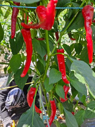 원종문님의 벼 · 영농일지 작성글 사진