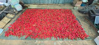 하늘사랑 님의 고추 · 영농일지 작성글 사진