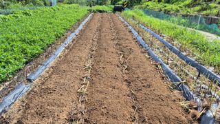 전환엽님의 배추 · 영농일지 작성글 사진