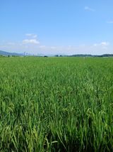 팜모닝 벼·영농일지 게시글 이미지