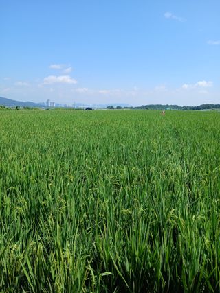 고구마20973님의 벼 · 영농일지 작성글 사진