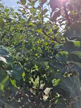 팜모닝 기타작물·영농일지 게시글 이미지