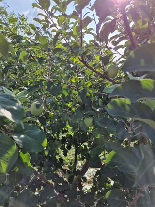 들깨15711님의 기타작물 · 영농일지 작성글 사진