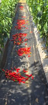 팜모닝 고추·영농일지 게시글 이미지