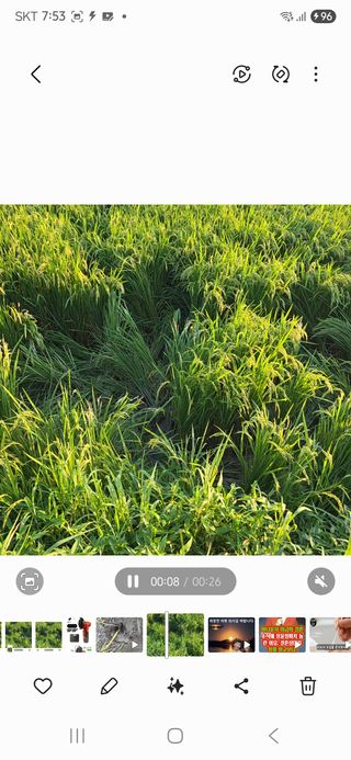 진도견나라진도개강아님의 기타작물 · 영농일지 작성글 사진