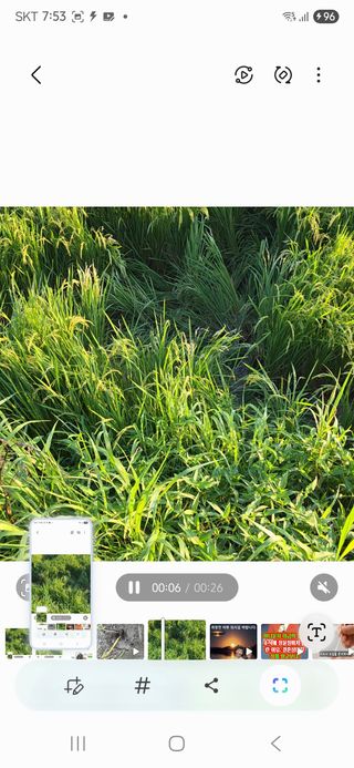 진도견나라진도개강아님의 기타작물 · 영농일지 작성글 사진