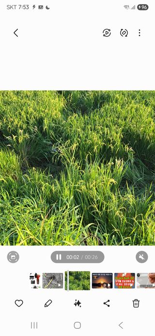 진도견나라진도개강아님의 기타작물 · 영농일지 작성글 사진