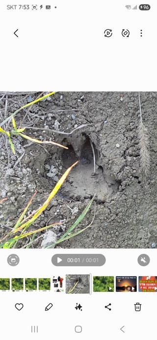 진도견나라진도개강아님의 기타작물 · 영농일지 작성글 사진