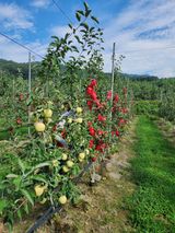 팜모닝 기타작물·영농일지 게시글 이미지