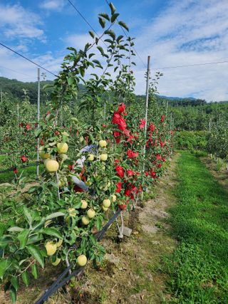 블루베리19036님의 기타작물 · 영농일지 작성글 사진