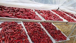 bpjh9173님의 기타작물 · 영농일지 작성글 사진