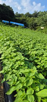 팜모닝 들깨·영농일지 게시글 이미지