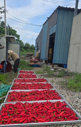 하늘사랑 님의 고추 · 영농일지 작성글 사진