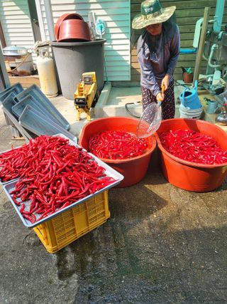 이상욱님의 고추 · 영농일지 작성글 사진
