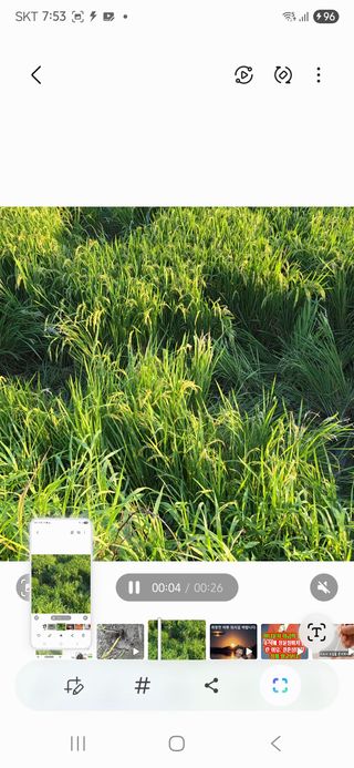 진도견나라진도개강아님의 기타작물 · 영농일지 작성글 사진