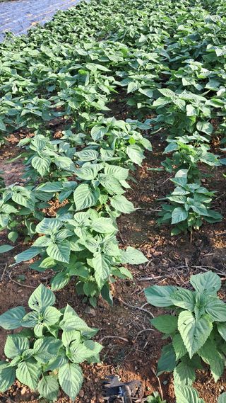 bpjh9173님의 기타작물 · 영농일지 작성글 사진