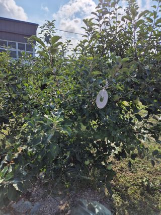 들깨15711님의 기타작물 · 영농일지 작성글 사진