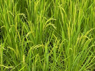 오작교농장님의 벼 · 영농일지 작성글 사진