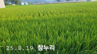 정정치님의 벼 · 영농일지 작성글 사진