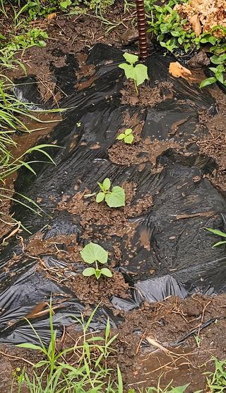 장유필님의 오이 · 영농일지 작성글 사진