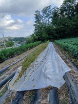 팜모닝 참깨·영농일지 게시글 이미지