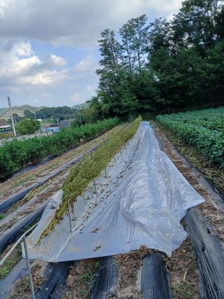 김성구님의 참깨 · 영농일지 작성글 사진