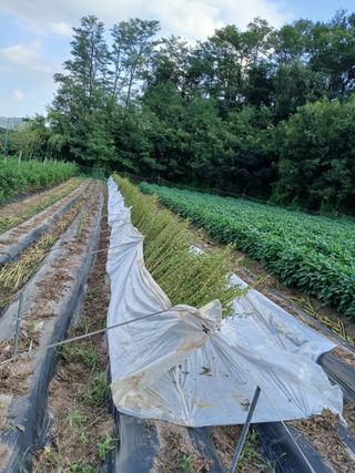 김성구님의 참깨 · 영농일지 작성글 사진