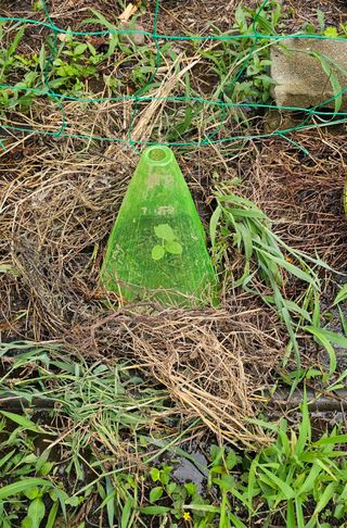 장유필님의 오이 · 영농일지 작성글 사진