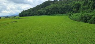 이복길님의 벼 · 영농일지 작성글 사진