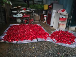 매실21434님의 고추 · 영농일지 작성글 사진