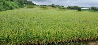 이복길님의 벼 · 영농일지 작성글 사진