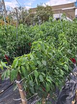 팜모닝 고추·영농일지 게시글 이미지