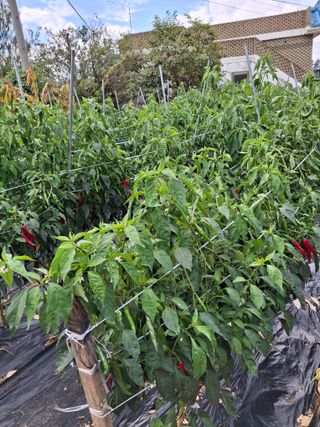 박덕남님의 고추 · 영농일지 작성글 사진