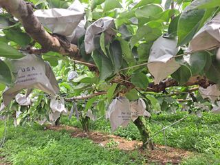 박미스터님의 기타작물 · 영농일지 작성글 사진