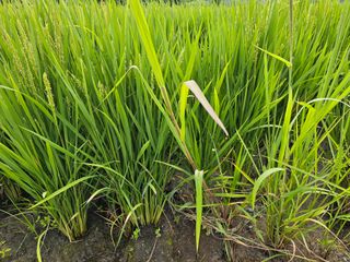 넥스젠님의 벼 · 영농일지 작성글 사진