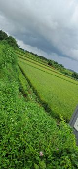 팜모닝 벼·영농일지 게시글 이미지