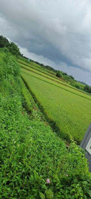 이복길님의 벼 · 영농일지 작성글 사진