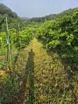 팜모닝 기타작물·영농일지 게시글 이미지