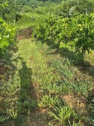 강기명님의 기타작물 · 영농일지 작성글 사진